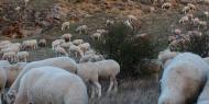 Las ovejas pastan extramuros, donde otrora se encontrara la ciudadela judía de Atienza / ALC.