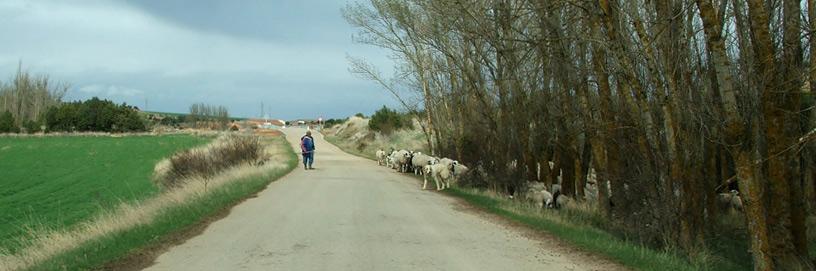 Alcubilla del Marqués, Soria